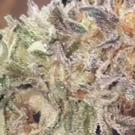 Cookies Gelato (Photo)