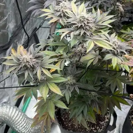 Strawberry frosting #5 S1