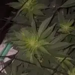 Strawberry frosting #5 S1