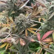 Grape Gas X Beejays