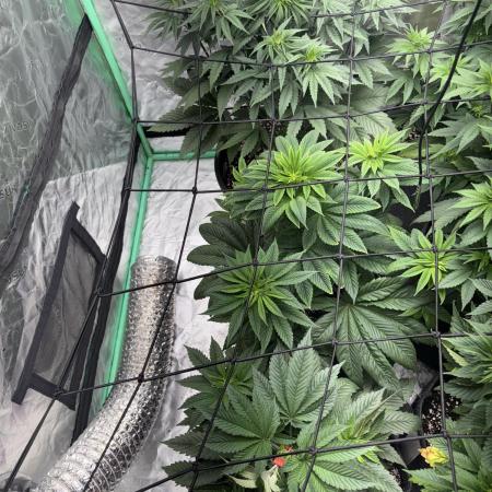 Strawberry frosting #5 S1