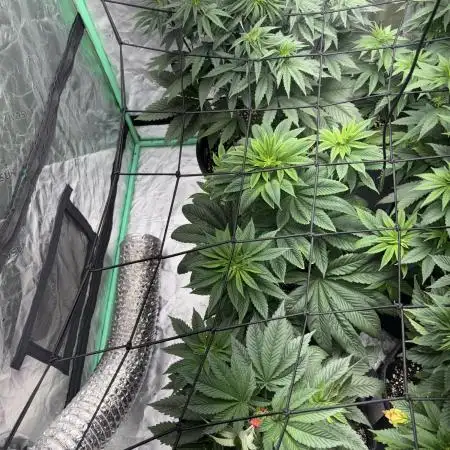 Strawberry frosting #5 S1