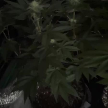 Strawberry frosting #5 S1