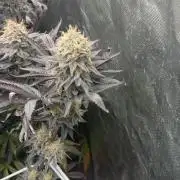 Strawnana