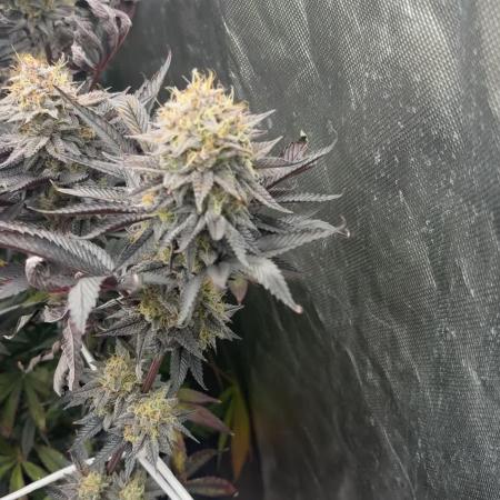 Strawnana