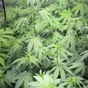 Strawnana