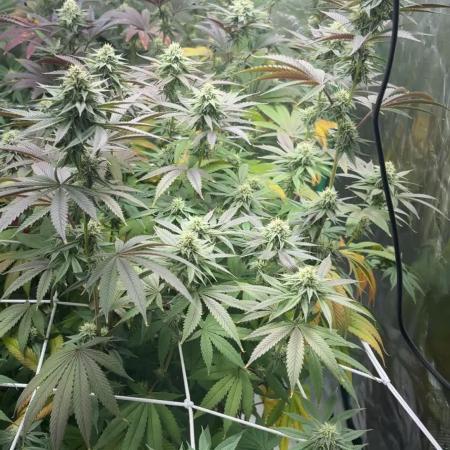 Grape Gas X Beejays