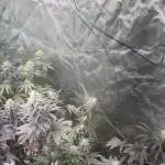 Strawberry frosting #5 S1