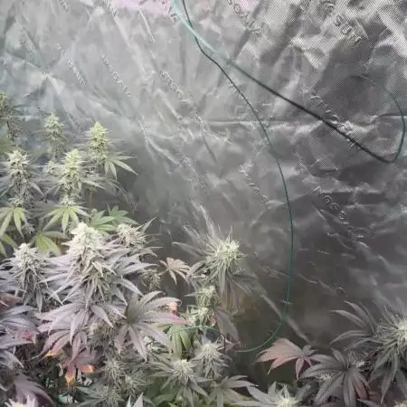 Strawberry frosting #5 S1