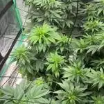 Strawberry frosting #5 S1