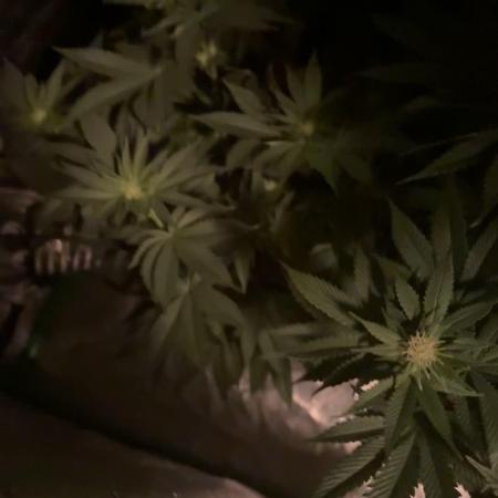 Strawberry frosting #5 S1