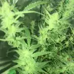 London pound cake 420 FB