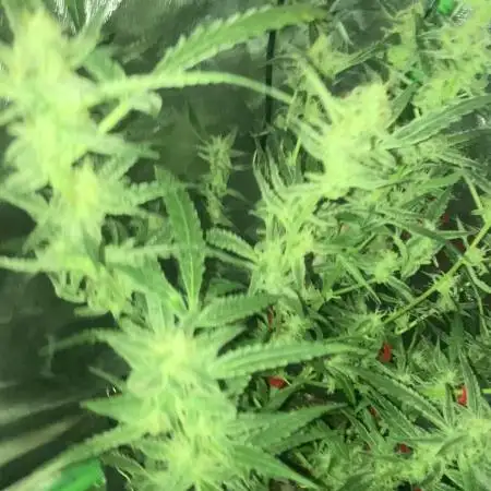 London pound cake 420 FB