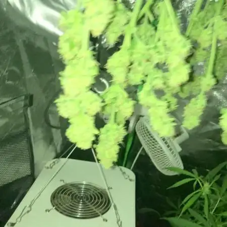 Super boof 420 fast buds