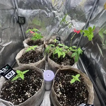 GG x GSC. ZSK