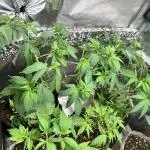 GG x GSC- Skittles original- Blueberry