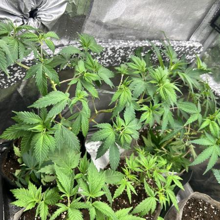 GG x GSC- Skittles original- Blueberry