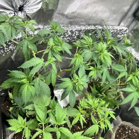 GG x GSC- Skittles original- Blueberry