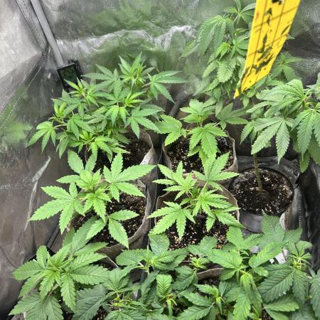 GG x GSC. ZSK