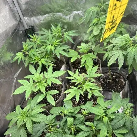 GG x GSC. ZSK
