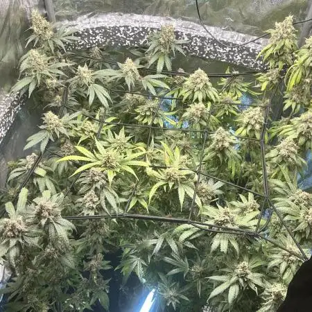 MAGIC GREEN BOX