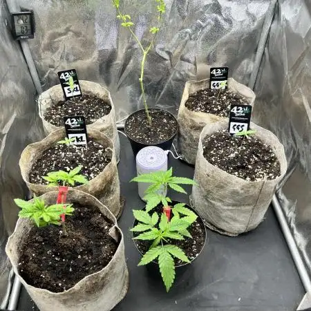 GG x GSC. ZSK