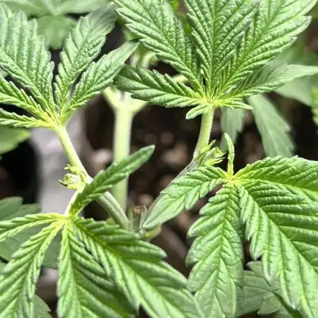 GG x GSC. ZSK