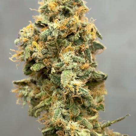MAGIC GREEN BOX