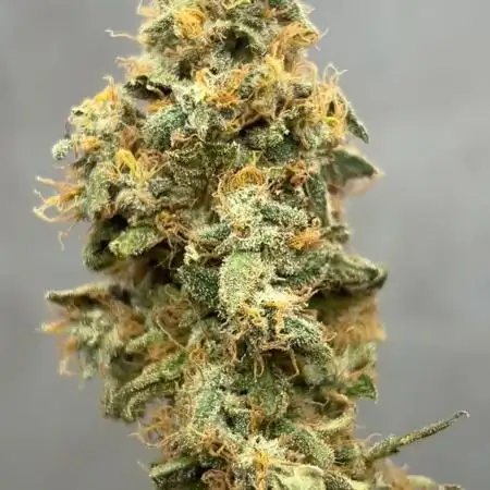MAGIC GREEN BOX