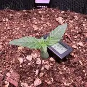 Fastbuds:  Lemon Cherry Cookies Auto