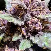 Fastbuds:  Lemon Cherry Cookies Auto
