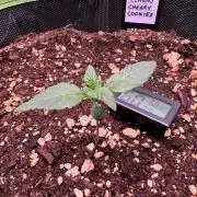 Fastbuds:  Lemon Cherry Cookies Auto