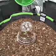 Fastbuds:  Lemon Cherry Cookies Auto