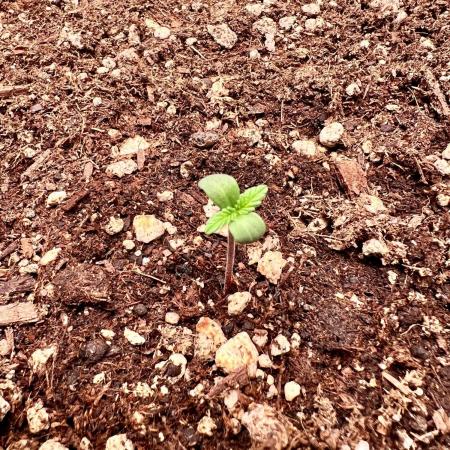 Fastbuds:  Lemon Cherry Cookies Auto
