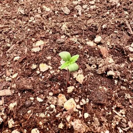Fastbuds:  Lemon Cherry Cookies Auto