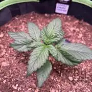 Fastbuds:  Lemon Cherry Cookies Auto