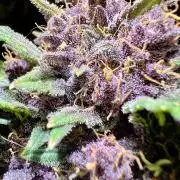 Fastbuds:  Lemon Cherry Cookies Auto