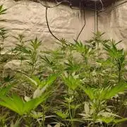 RS11 / GRAPE SLURRI / GODFATHER TY*PLCG