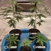 RS11 / GRAPE SLURRI / GODFATHER TY*PLCG