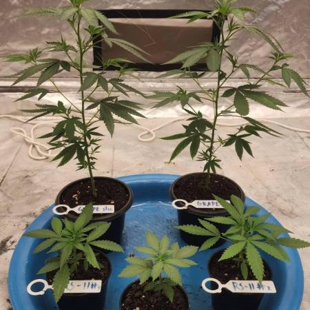 RS11 / GRAPE SLURRI / GODFATHER TY*PLCG