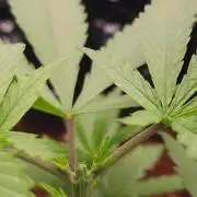 RS11 / GRAPE SLURRI / GODFATHER TY*PLCG