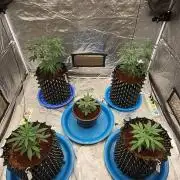 RS11 / GRAPE SLURRI / GODFATHER TY*PLCG