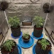 RS11 / GRAPE SLURRI / GODFATHER TY*PLCG