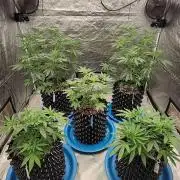 RS11 / GRAPE SLURRI / GODFATHER TY*PLCG