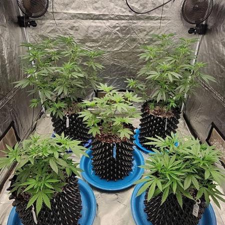 RS11 / GRAPE SLURRI / GODFATHER TY*PLCG