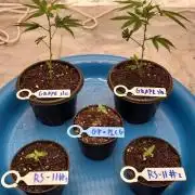 RS11 / GRAPE SLURRI / GODFATHER TY*PLCG