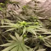 RS11 / GRAPE SLURRI / GODFATHER TY*PLCG