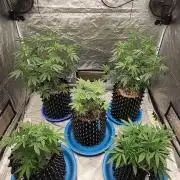 RS11 / GRAPE SLURRI / GODFATHER TY*PLCG