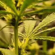 RS11 / GRAPE SLURRI / GODFATHER TY*PLCG