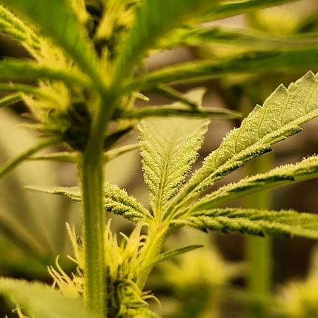 RS11 / GRAPE SLURRI / GODFATHER TY*PLCG